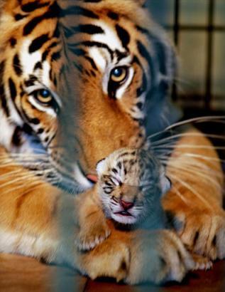 tiger kittens